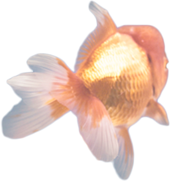 金魚
