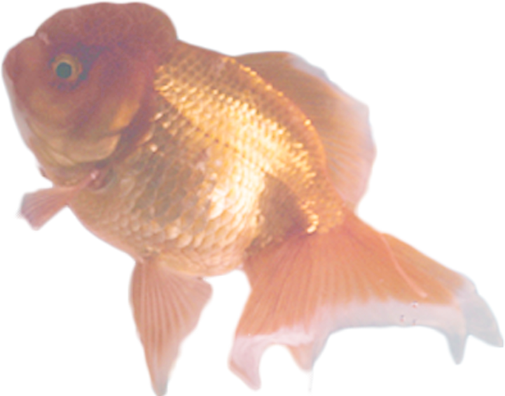 金魚